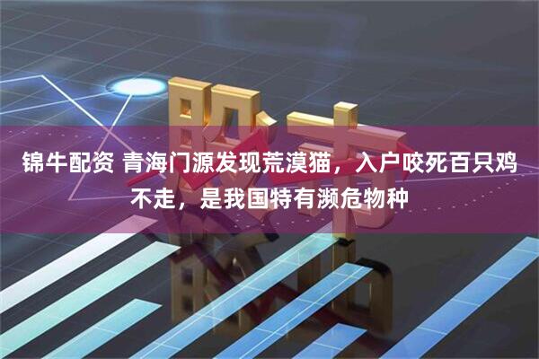 锦牛配资 青海门源发现荒漠猫，入户咬死百只鸡不走，是我国特有濒危物种